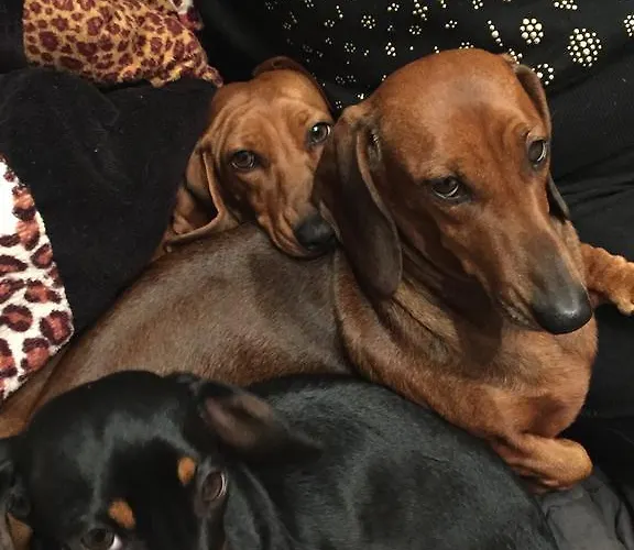 La Maison Blanche Rom